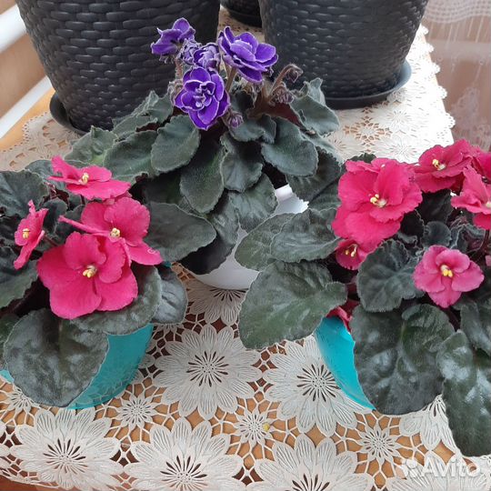 Цветущие фиалки. Сенполия Гетца