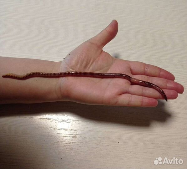 Коконы, малёк червя Дендробена