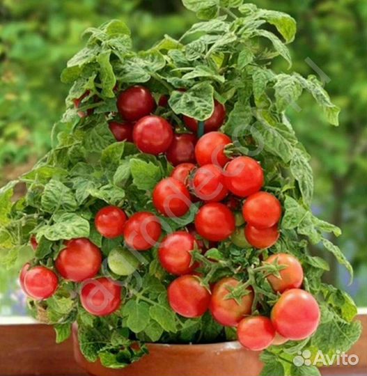 Рассада балконных томатов и др