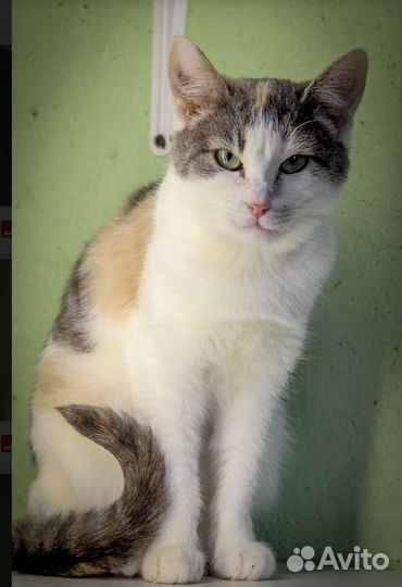 Кошки и котики в дар