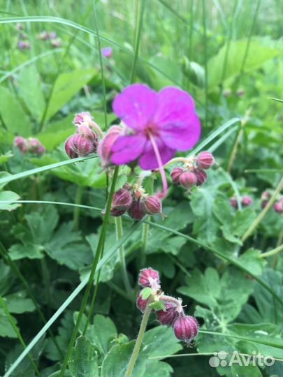 Герани, папоротники, роджерсия
