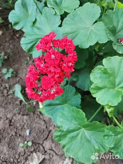 Пеларгония герань