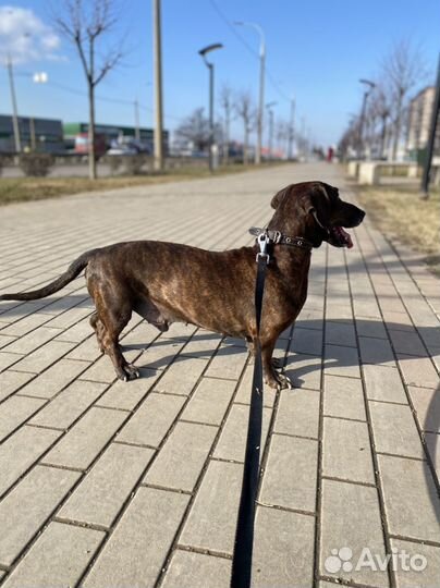 Такса мальчик в добрые руки