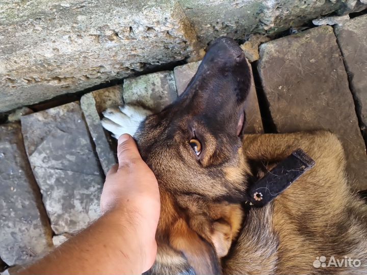 Собака в добрые руки отдам бесплатно