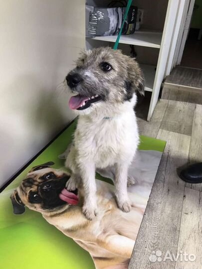 Собаки бесплатно