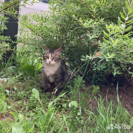 Выкинули кошку