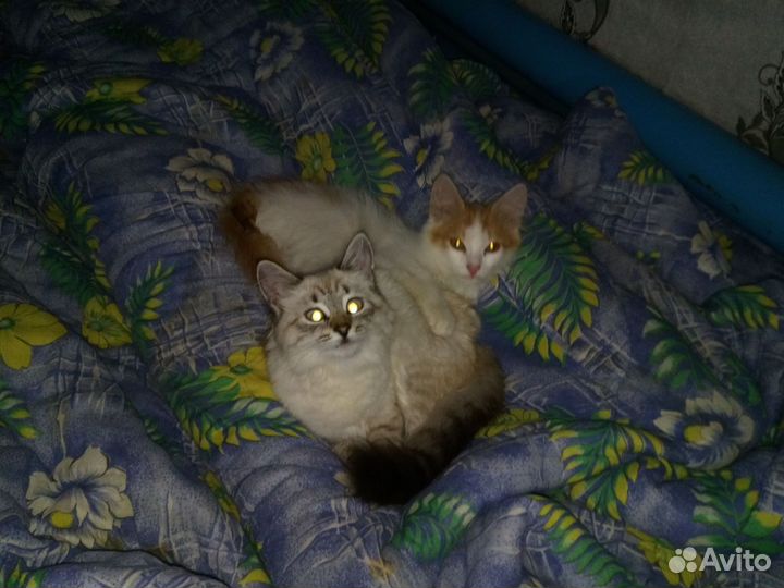 Кошка в дар бесплатно