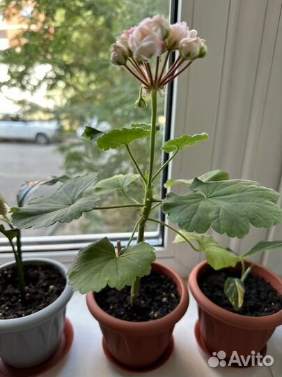 Пеларгония appleblossom и розебудная