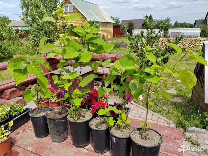 Гортензия древовидная анабель