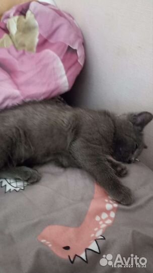 Кошки в добрые руки бесплатно