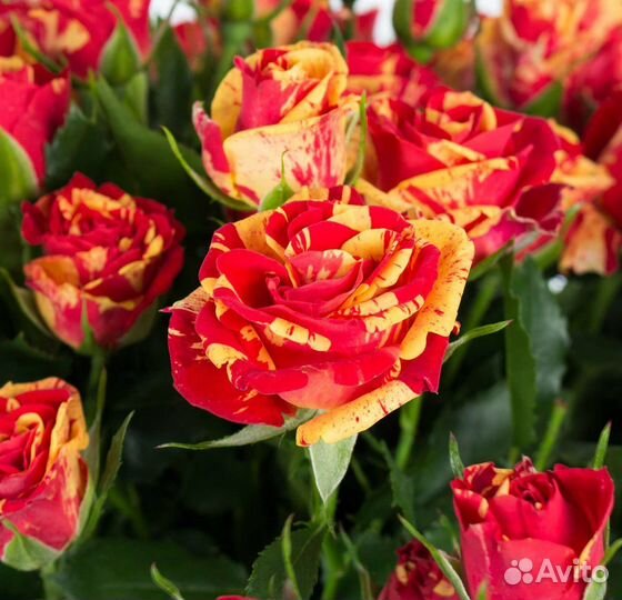 Саженцы роз зкс и окс