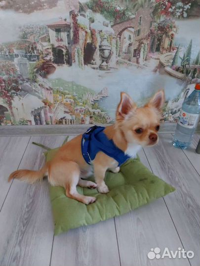 Передержка домашних животных, дрессировка