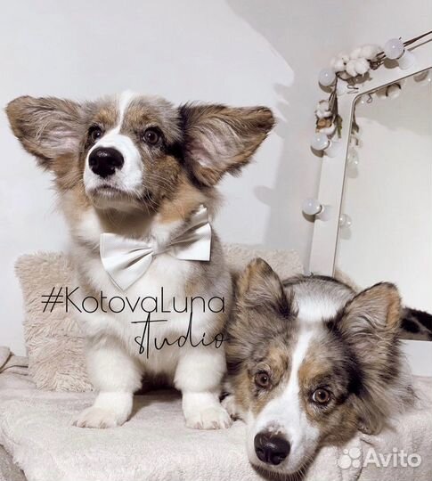 Груминг собак и кошек и зоотакси