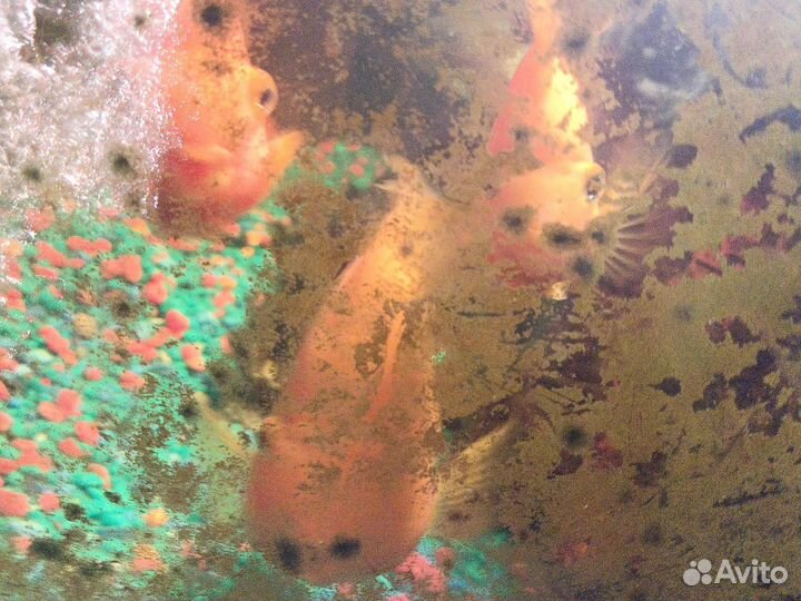 Услуги рыбок