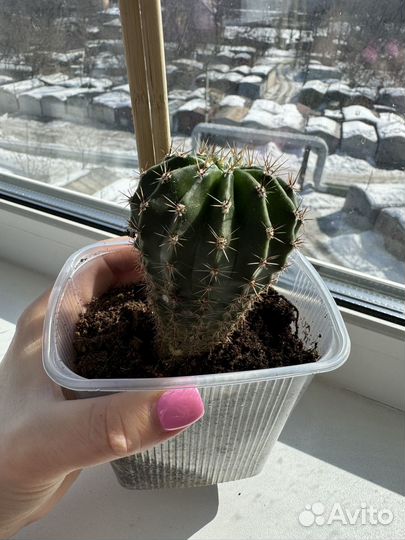 Кактус