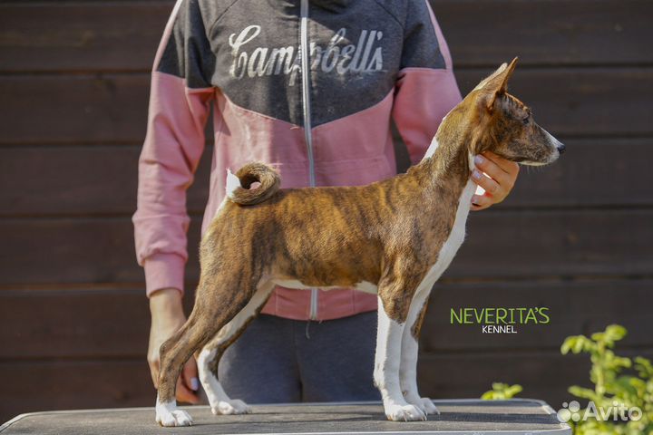 Басенджи щенки