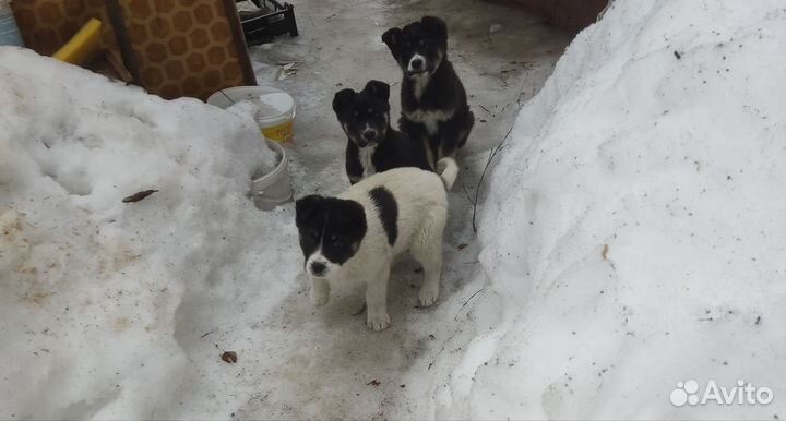 Собака алабай