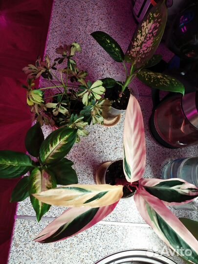 Сортовые растения