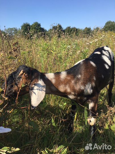 Нубийские козы