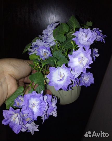 Кампанула(невеста и биколор)