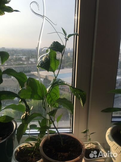 Маракуйя плодоносящая