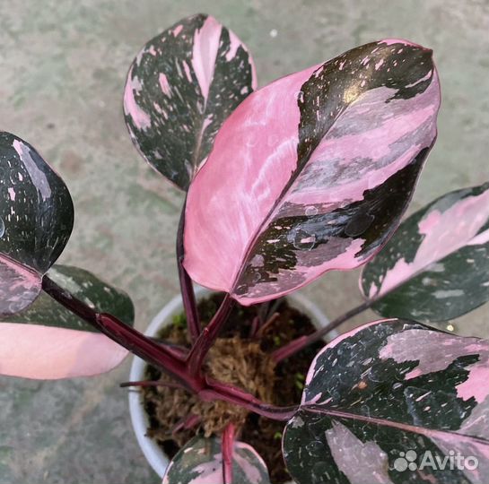 Филодендрон розовая принцесса марбл