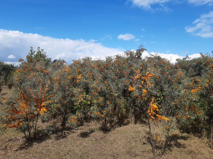 Участок 8 сот. (СНТ, ДНП)