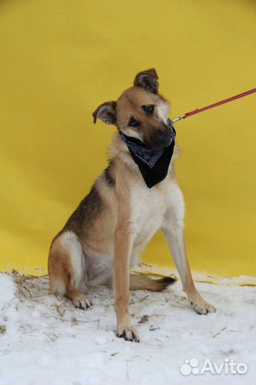 Очаровательная собака ищет семью