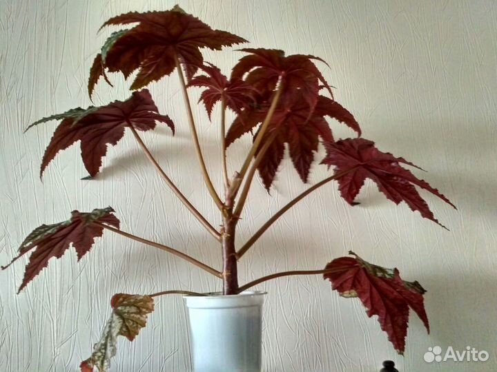 Бегония королевская