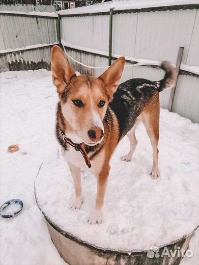 Замечательный пес в добрые руки