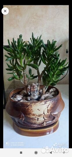 Шефлера. Толстянка хоббит