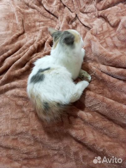 Котята