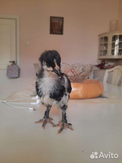 Цыплята маран черномедный и голубомедный