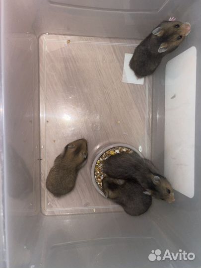 Сирийский хомяк