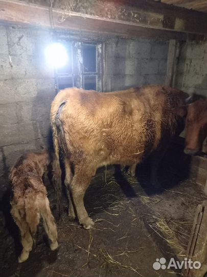 Продается скот