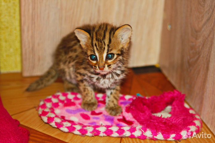 ALC f0. Кошки самки натуральные. Алк f0