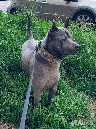 Выгул собак, передержка собак/котиков