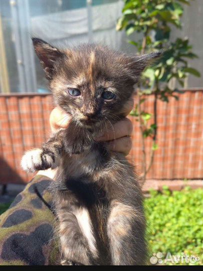 Отдам котят и кошку