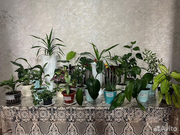 Продам цветы комнатные