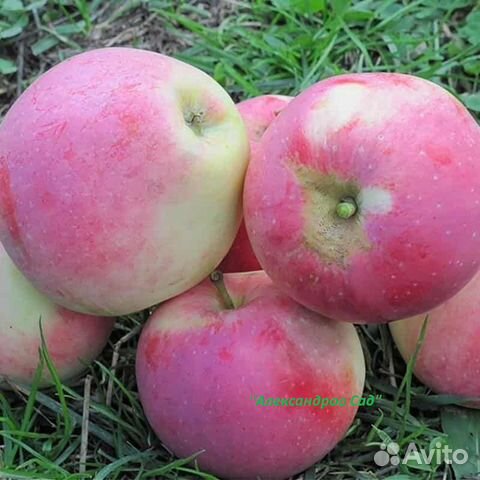 Сажены яблонь с закрытой корневой системой