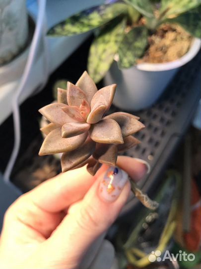 Хавортии разные, каланхоэ и тд