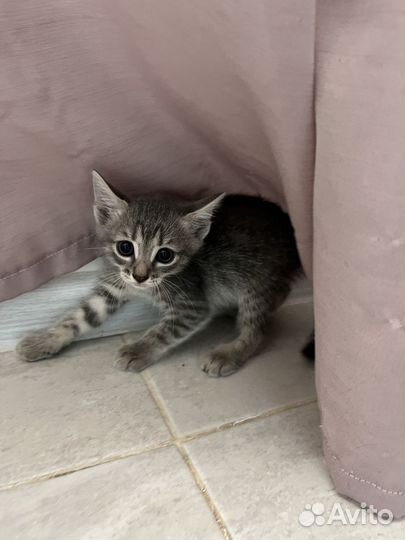 Отдам в хорошие руки котенка
