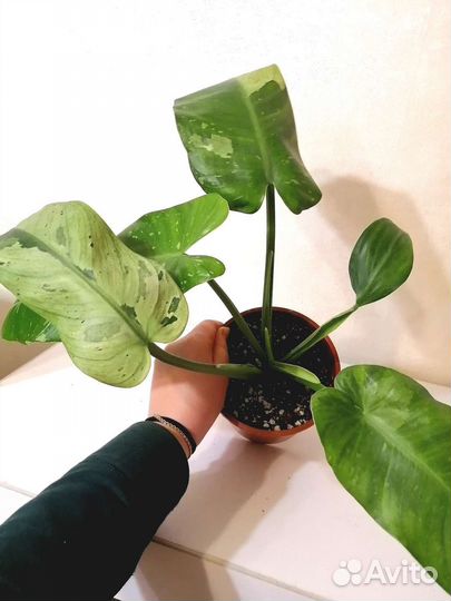 Филодендрон Имбе Вайт Марбл