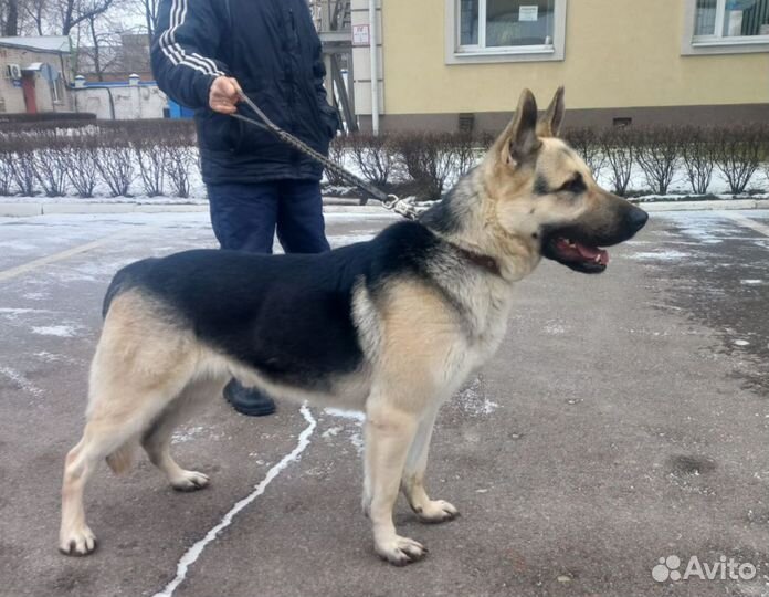 Вязка кобель вео