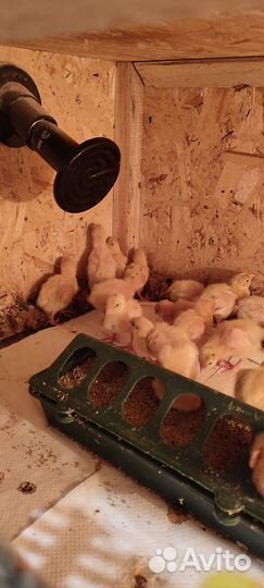 Цыплята суточные, несушки,ия