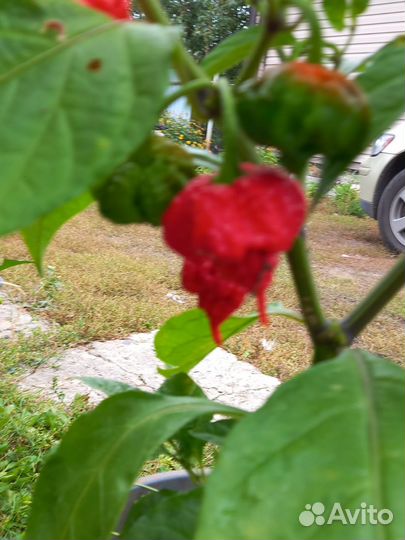 Семена острого перца Carolina Reaper