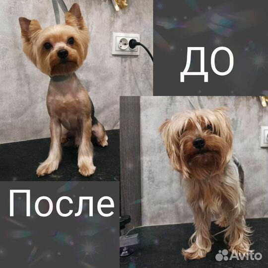 Стрижка/вычес собак и кошек