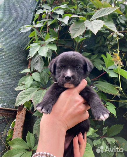 Маленькие собачки бесплатно