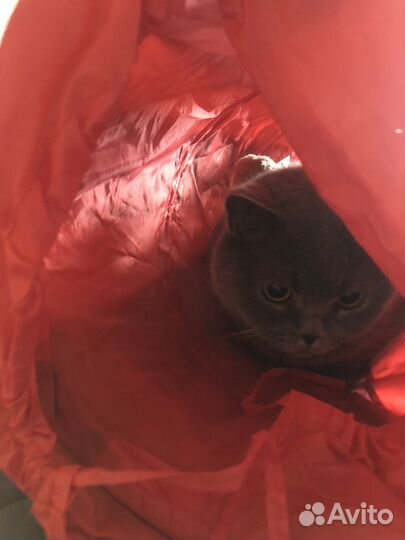 Игрушка-тоннель для котят