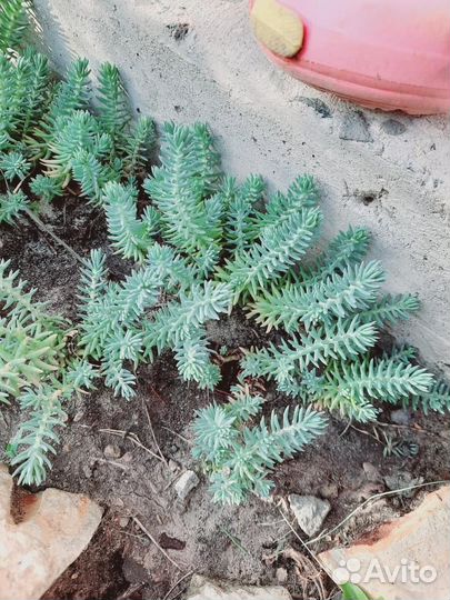 Цветы многолетник почвокровни очиток каменная роза